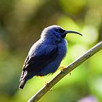 Фиолетовый саи / Cyanerpes caeruleus