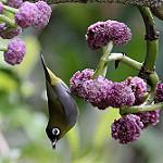 Чернолобая белоглазка / Zosterops atricapilla