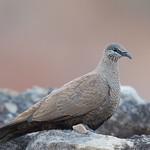 Белокрылый каменный голубь / Petrophassa albipennis