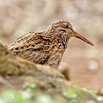 Chatham Islands Snipe / Coenocorypha pusilla