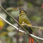 Bugun Liocichla / Liocichla bugunorum