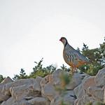 Rock Partridge / Alectoris graeca