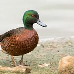 Chestnut Teal / Anas castanea