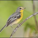 Barbuda Warbler / Setophaga subita