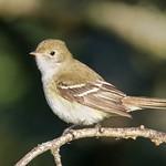 Короткоклювая эления / Elaenia parvirostris