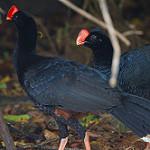 Razor-billed Curassow / Mitu tuberosum