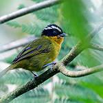Белобровая пипира / Kleinothraupis auricularis