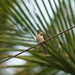 Sombre Kingfisher / Todiramphus funebris