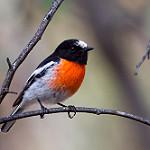 Norfolk Robin / Petroica multicolor