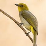 Yellow-throated Bulbul / Pycnonotus xantholaemus