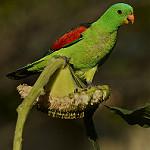 Краснокрылый попугай / Aprosmictus erythropterus