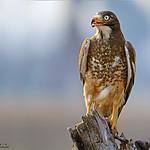 White-eyed Buzzard / Butastur teesa