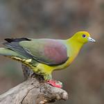 Wedge-tailed Green Pigeon / Treron sphenurus