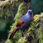Golden-winged Laughingthrush / Trochalopteron ngoclinhense