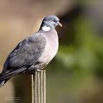 Голубиные / Columbidae фото