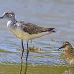 Поручейник / Tringa stagnatilis