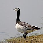 Белощёкая казарка / Branta leucopsis