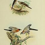 Красношейный перепелятник / Tachyspiza erythrauchen