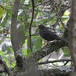 Black Thrush / Turdus infuscatus