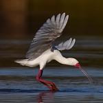 Белая колпица / Platalea alba