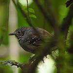 Foothill Stipplethroat / Epinecrophylla spodionota