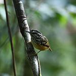 Буробокая муравьянка / Hypocnemis flavescens