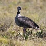 Screamers / Anhimidae photo