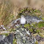 Taczanowski's Ground Tyrant / Muscisaxicola griseus