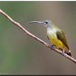 Little Spiderhunter / Arachnothera longirostra