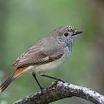Inland Thornbill / Acanthiza apicalis