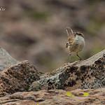 Cream-winged Cinclodes / Cinclodes albiventris