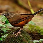 Бурый мухоловкодрозд / Neocossyphus poensis