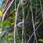 Purple-throated Cotinga / Porphyrolaema porphyrolaema