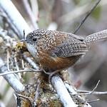 Bar-winged Wren-Babbler / Spelaeornis troglodytoides