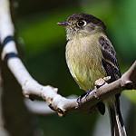 Black-capped Flycatcher / Empidonax atriceps
