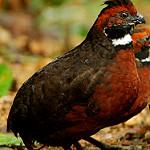 Rufous-fronted Wood Quail / Odontophorus erythrops