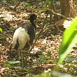 Pale-winged Trumpeter / Psophia leucoptera