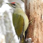 Седой дятел / Picus canus