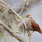 Bolivian Spinetail / Cranioleuca henricae