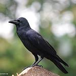 Eastern Jungle Crow / Corvus levaillantii