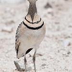 Двухполосый бегунок / Rhinoptilus africanus