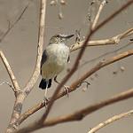 Short-tailed Field Tyrant / Muscigralla brevicauda