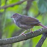 Оливково-серый бюльбюль / Phyllastrephus cerviniventris
