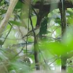 Philippine Jungle Flycatcher / Cyornis ruficauda