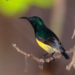 Mayotte Sunbird / Cinnyris coquerellii