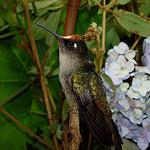 Tolima Blossomcrown / Anthocephala berlepschi