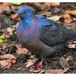 Канарский вяхирь / Columba bollii