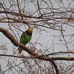 Желтолицый попугай / Poicephalus flavifrons