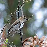 Бурогрудая геригона / Gerygone ruficollis