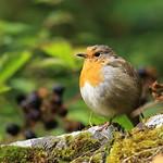 Мухоловковые / Muscicapidae фото
